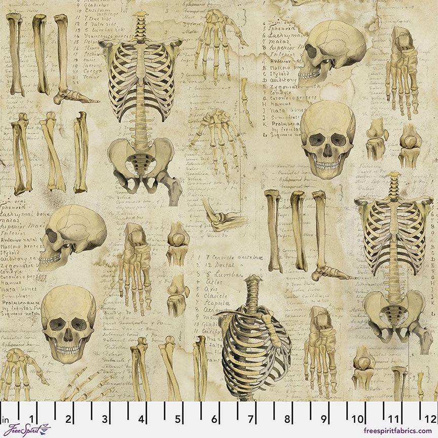 Anatomical skeleton and skull illustrations on a textured beige background with measurements at the bottom.